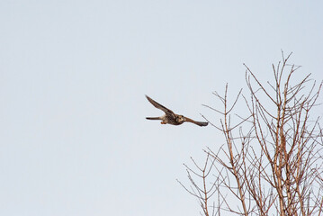 チョウゲンボウ‐03