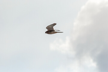 チョウゲンボウ‐08