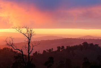 One tree on hill mountain and beautiful and Sunset orange sky  background