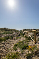 Fototapeta na wymiar Green dune calm and scenic path to the sea