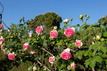 Climbing rose white with coral pink edging flowers © photohampster