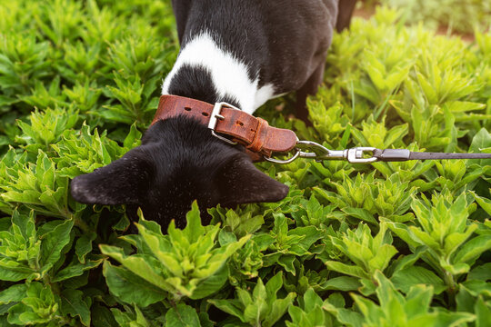 Black Basenji dog in leather collar on leash is looking for something in green bushes in summer park at sunset. Pets walking. Funny photo
