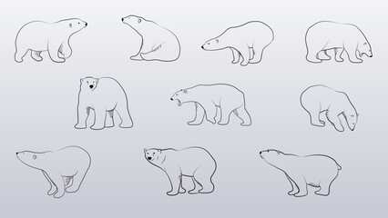 Polar Bear in Outline Sketch.