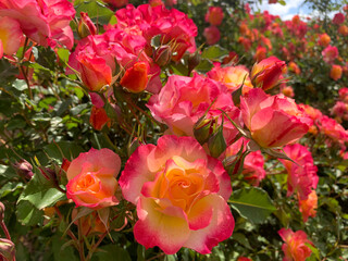 Obraz na płótnie Canvas Blooming beautiful fragrant pink roses
