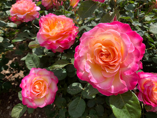 Blooming beautiful fragrant pink roses