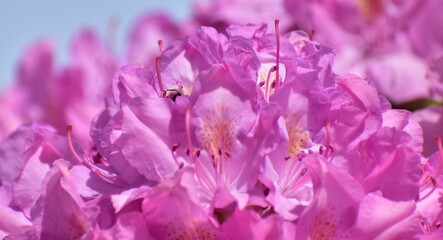 Flowers bloom in the spring garden