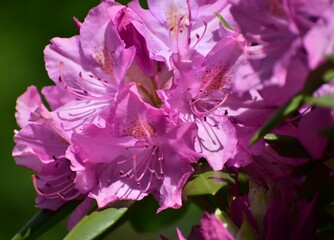 Flowers bloom in the spring garden