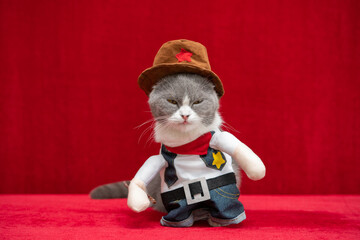 a british shorthair cat wears a cowboy cosplay costume - obrazy, fototapety, plakaty
