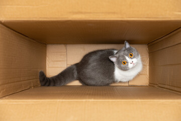 a cute british shorthair cat playing inside a big carton box