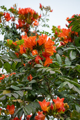 beautiful blooming African tulip tree or Spathodea campanulata vertical composition
