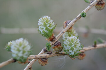 Spring larch female cone, tamarack flower