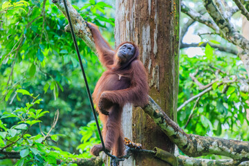orangutans or pongo pygmaeus is the only asian great found on the island of Borneo and Sumatra