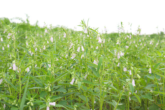 Green Sesame Farm For Harvest