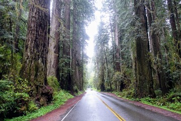 The drive through prairie creek Redwoods State Park, California.  Surrounded by giant redwoods...