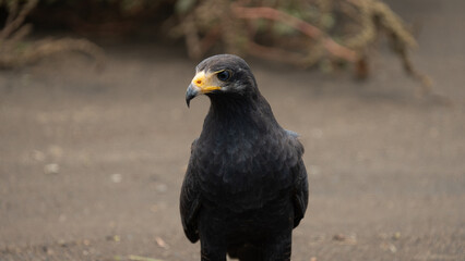 Common Black Hawk (Buteogallus anthracinus), taken in Costa Rica along a river bank. 