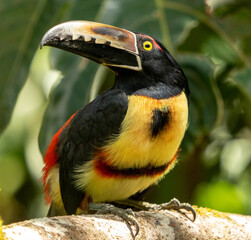 A Collared Aracari is a very showy and handsome bird., seen here in Costa Rica.