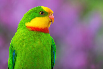 Fototapeta na wymiar The superb parrot (Polytelis swainsonii)