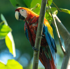 A scarlet macaw or  Ara macao is perched in an almond tree in Costa Rica. This beautiful and noisy bird is a spectacular sight. The Scarlet Macaw is native to humid evergreen forests in the tropics. 