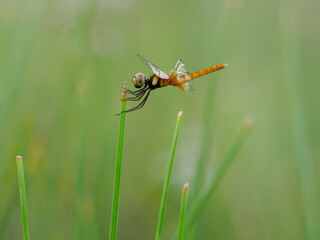 Beautiful yellow dragonfly perched on the grass