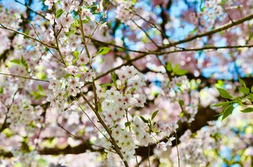 Spring flowers, Seattle