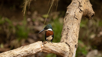 A male Amazon Kingfisher perched along a river in Costa Rica. Large bill and tufted crest with green in the feathers sets it apart from other kingfishers. 