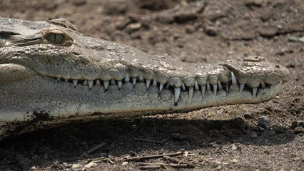 Fototapeten Close up shot of an American crocodile living in Costa Rica along the banks of the Tarcoles River.  © buttbongo