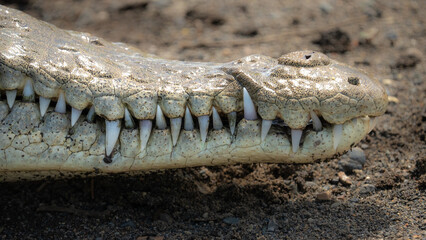 Close up shot of an American crocodile living in Costa Rica along the banks of the Tarcoles River. 