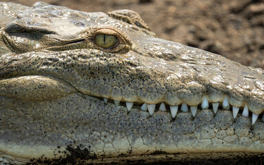 Obraz premium Close up shot of an American crocodile living in Costa Rica along the banks of the Tarcoles River. 