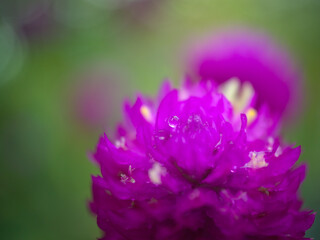 Beautiful dew drop on the purple flower