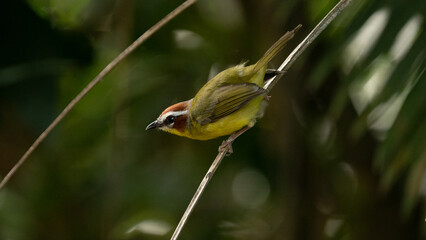 Chestnut capped warbler perched along the forests edge in a cloud forest in Costa Rica. 