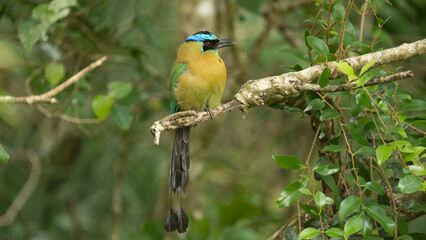 A colorful Motmot perched in a clearing in the cloud forest of Cost Rica near Monte Verde. 