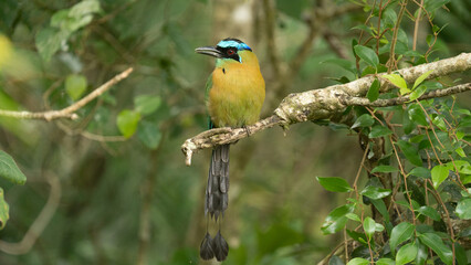 A colorful Motmot perched in a clearing in the cloud forest of Cost Rica near Monte Verde. 