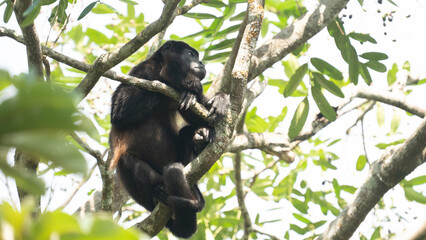A male Howler monkey takes a break in a tree in a Costa Rican forest. The Howler monkey is known...