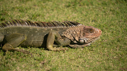 A large Iguana lizard rests on a lawn in Costa Rica.  