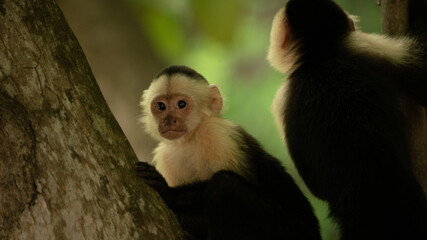 Capuchin monkey with a white face looking at camera in a tree in Costa Rica. 