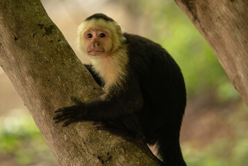 Capuchin monkey in the forests of Costa Rica. These smart little monkeys are sometimes called...