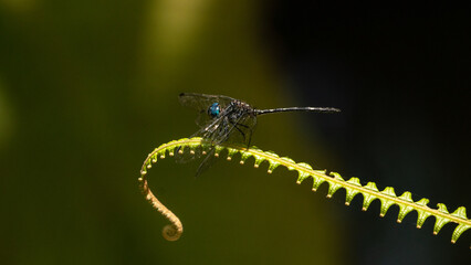 Blue-eyed Darner Dragonfly perched on a fern stalk in Costa Rica. 