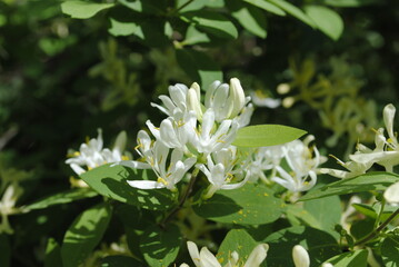 Amur honeysuckle flowers blooming in early spring. Considered an invasive plant in North America, Latin name Lonicera maackii.