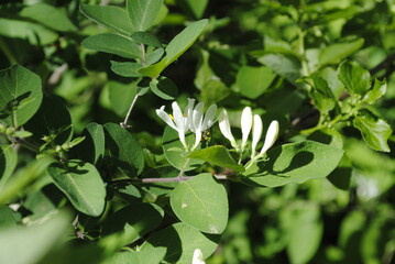 A honeybee pollinates the newly bloomed white cluster of flowers of an invasive Amur honeysuckle. Latin name Lonicera maackii, a large bushing plant that flowers early through late spring.