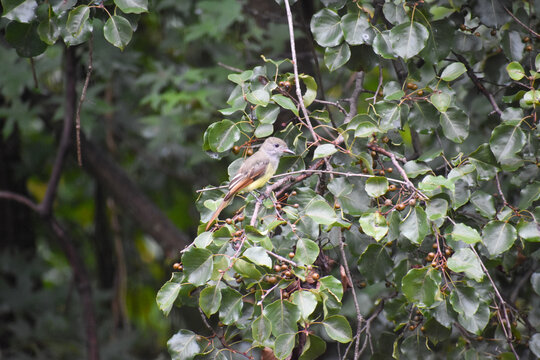 Yellow Bellied Fly Catcher