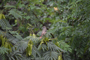 Fototapeta premium Flycatcher