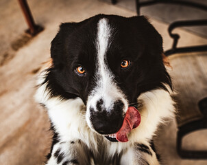 border collie dog
puppy
collie
aussie
shepherd
