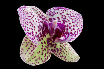 Violet orchid flower