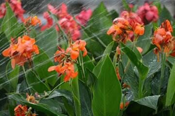 カンナの花が散水のシャワーを浴びている.