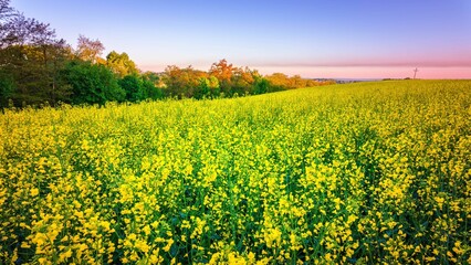 Kwiaty rzepaku na polach w porannym słońcu © Michal45