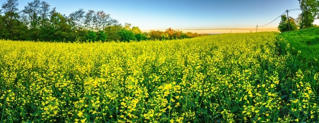 Kwiaty rzepaku na polach w porannym słońcu © Michal45