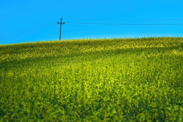 Kwiaty rzepaku na polach w porannym słońcu © Michal45