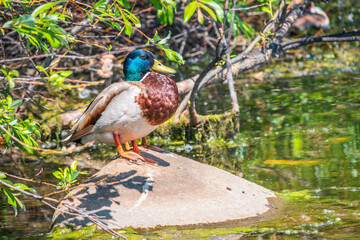 A duck stands on its paws with a blurred background.