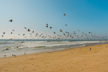 Fototapeta na wymiar Sandy beach and flock of birds, pelicans and seagulls, beautiful California coastline