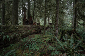 Lush green dark mossy forest in the Pacific Northwest